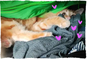 Melo inside a bag full of clothes