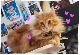 Melo, lying on my desk