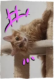 Melo, lying on a cat tree platform