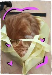 Melo, sitting in a yellow bag