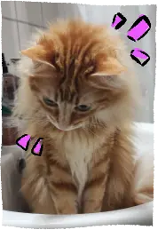 Melo, sitting in a bathroom sink