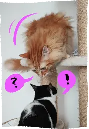 Melo on a cat tree platform, looking at melo