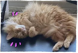 Melo, lying on the table, tummy up