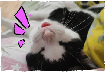 Ramses showing his vampire teeth and tongue. blep!