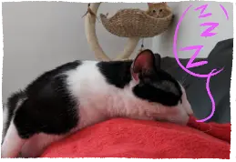 Ramses, sleeping on a red blanket