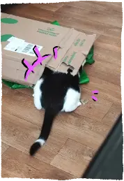 Ramses hiding under a cardboard box, but only his head is hidden