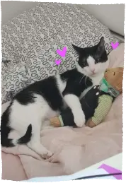 Ramses lying in my bed, my teddy in his arms