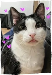 Ramses looking directly at the camera, with his tongue out