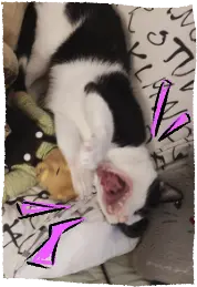 Ramses yawning and stretching