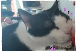 Ramses, booping his nose against my finger